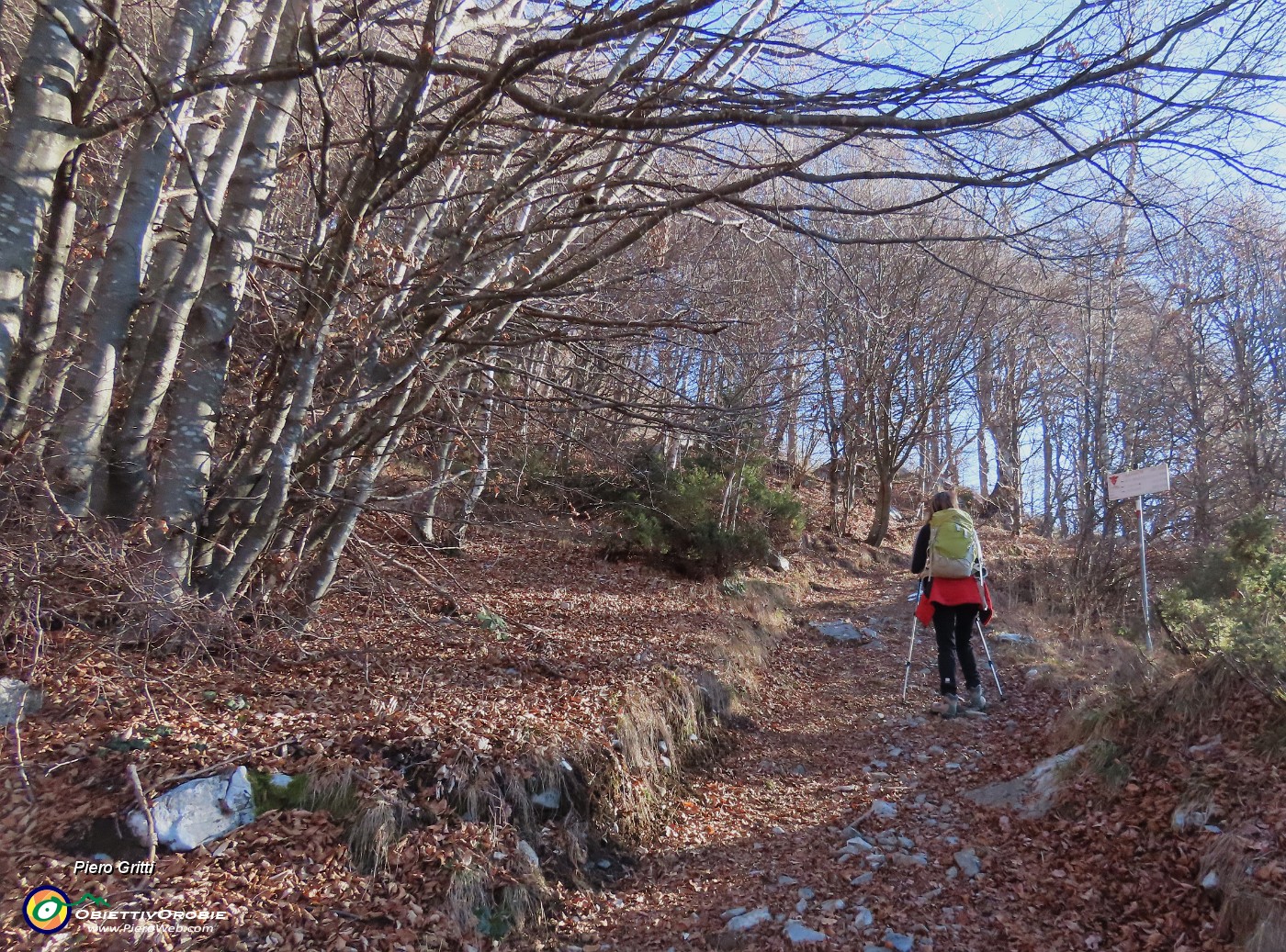 21 Il sent. 579 sale nel bosco di prevalente faggeta.JPG